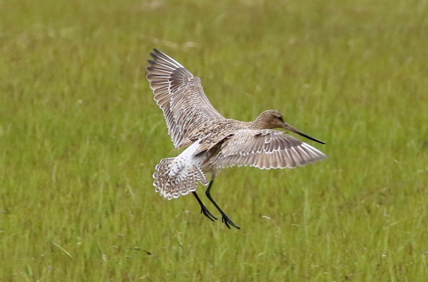 Bar-tailed Godwit (European) - Mark Dennis