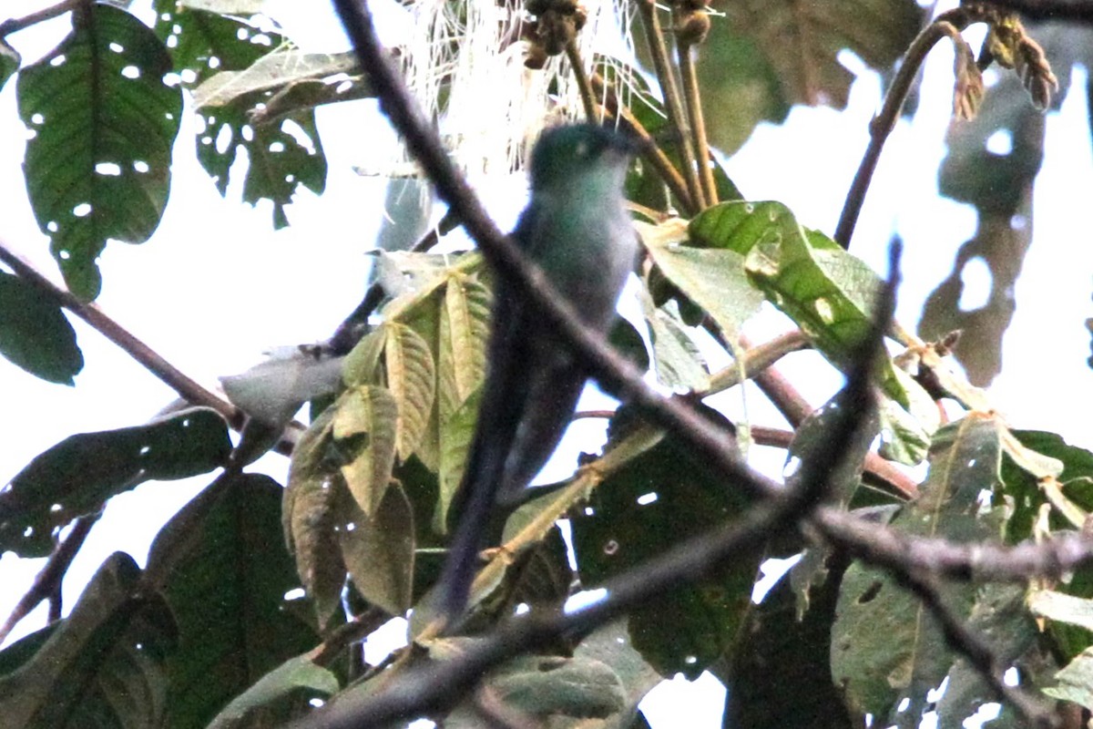 Long-tailed Sylph - ML599000351