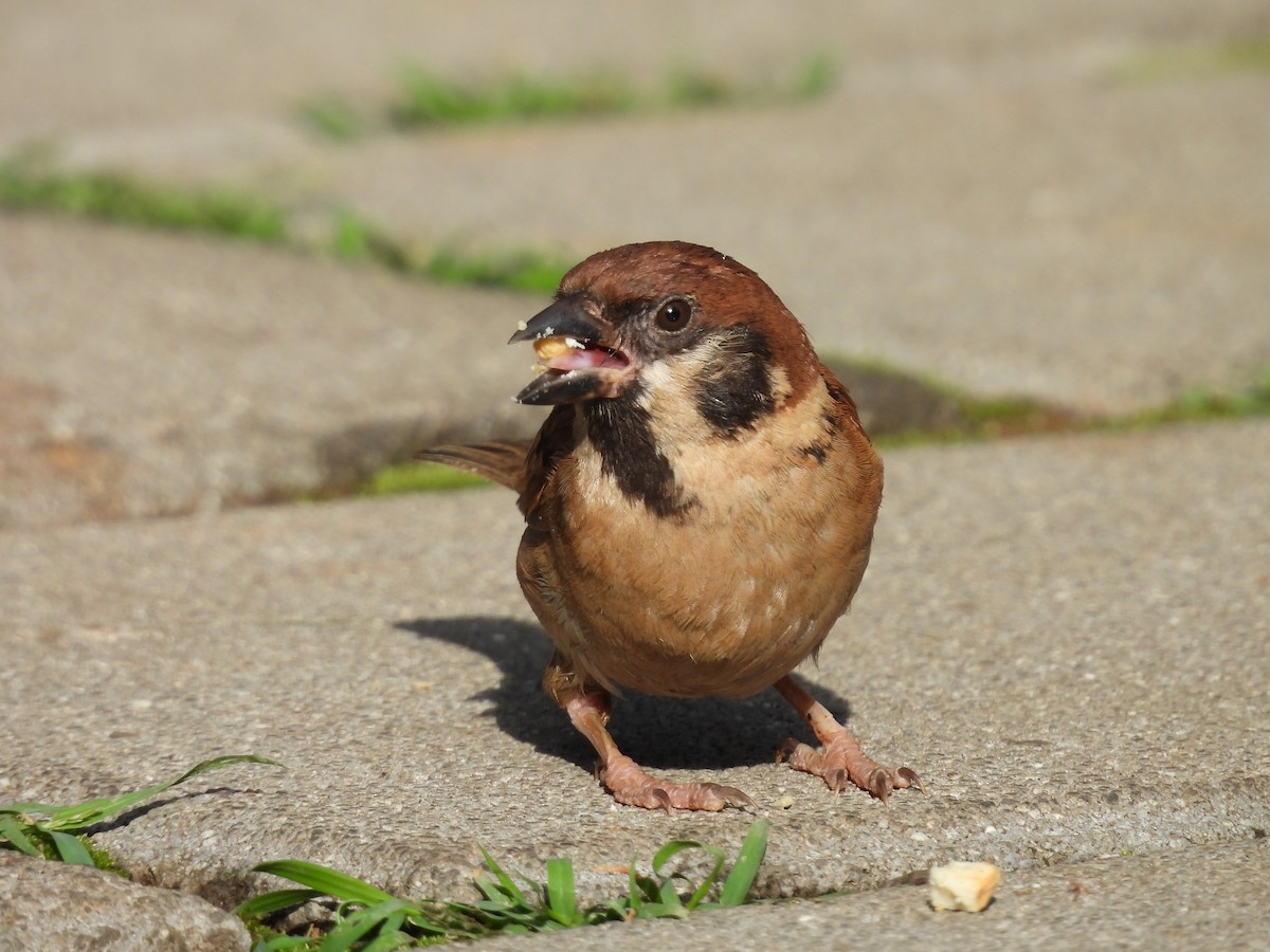 Eurasian Tree Sparrow - ML599001741