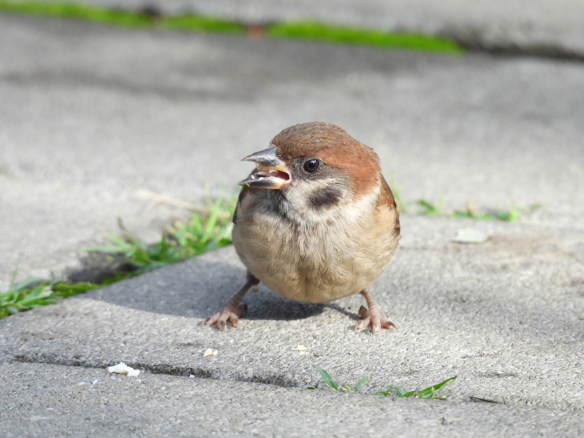 Eurasian Tree Sparrow - ML599001751