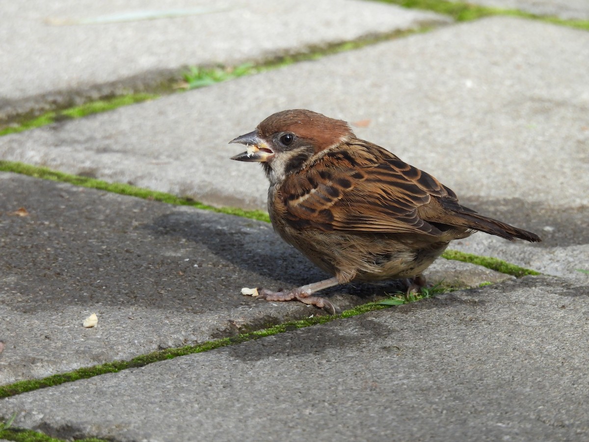 Eurasian Tree Sparrow - ML599001761