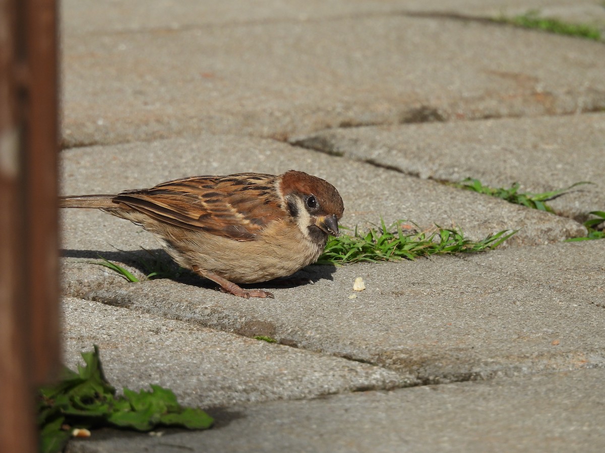 Eurasian Tree Sparrow - ML599001771