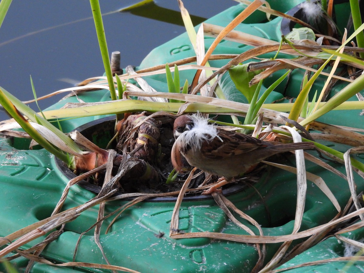 Eurasian Tree Sparrow - ML599001791