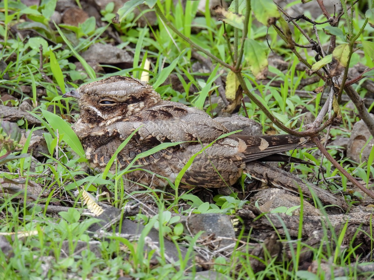 Indian Nightjar - ML599002501