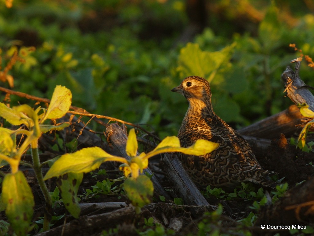 Least Seedsnipe - ML59900281