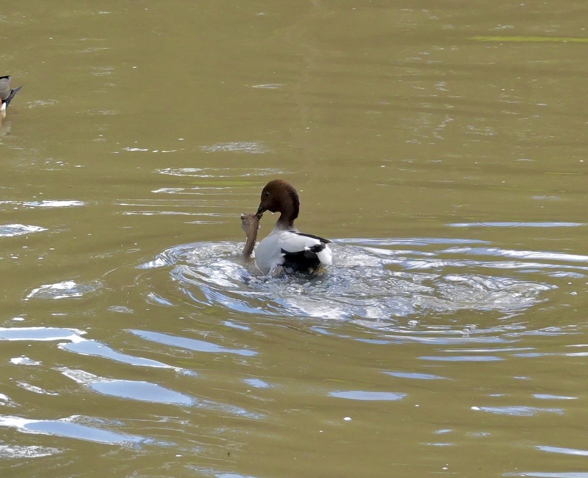 Maned Duck - ML599002991