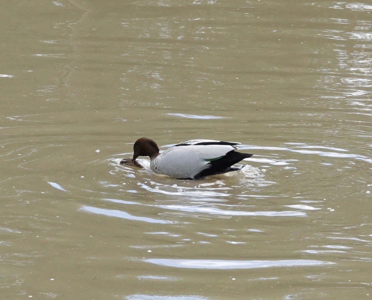 Maned Duck - ML599003001