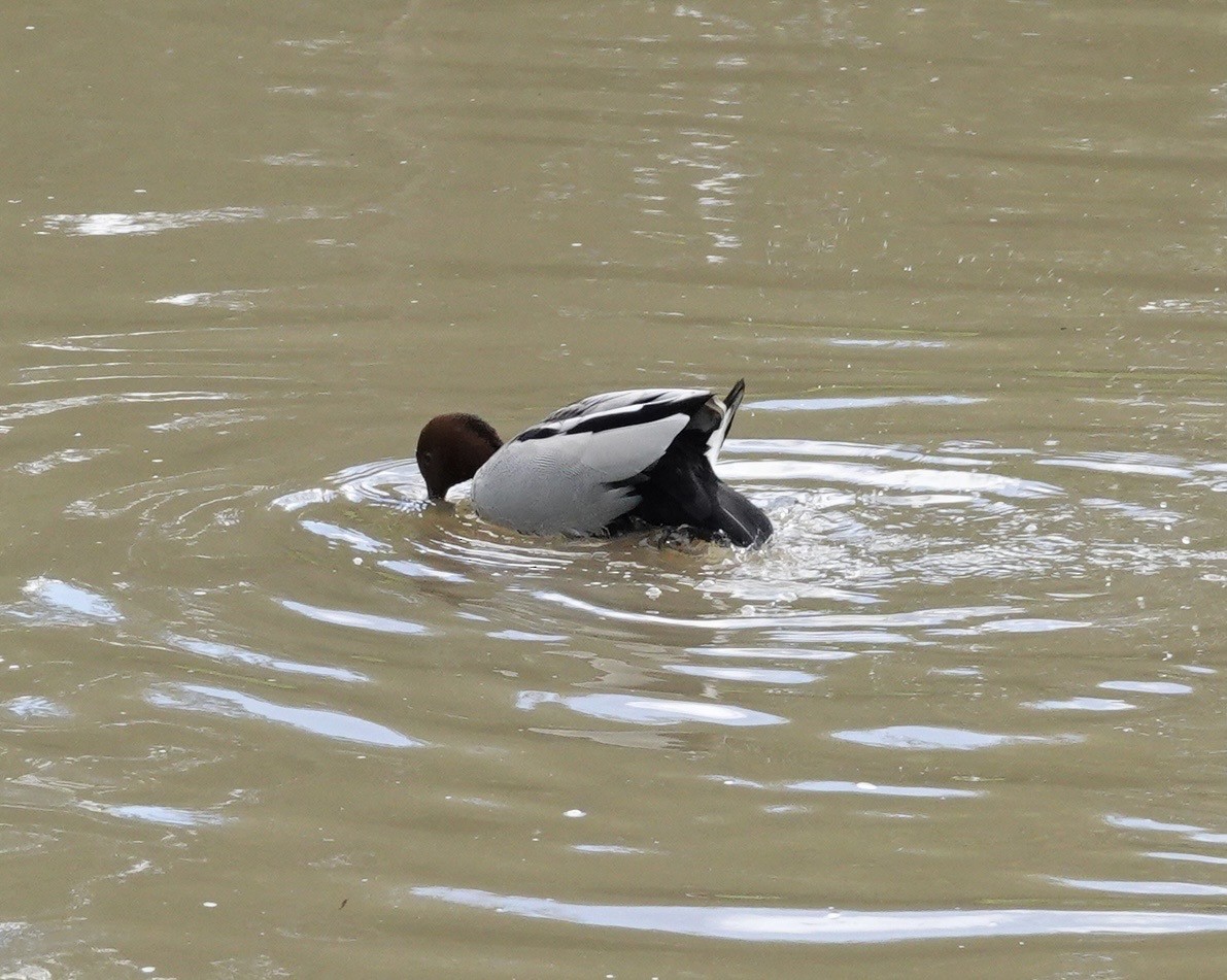Maned Duck - ML599003011