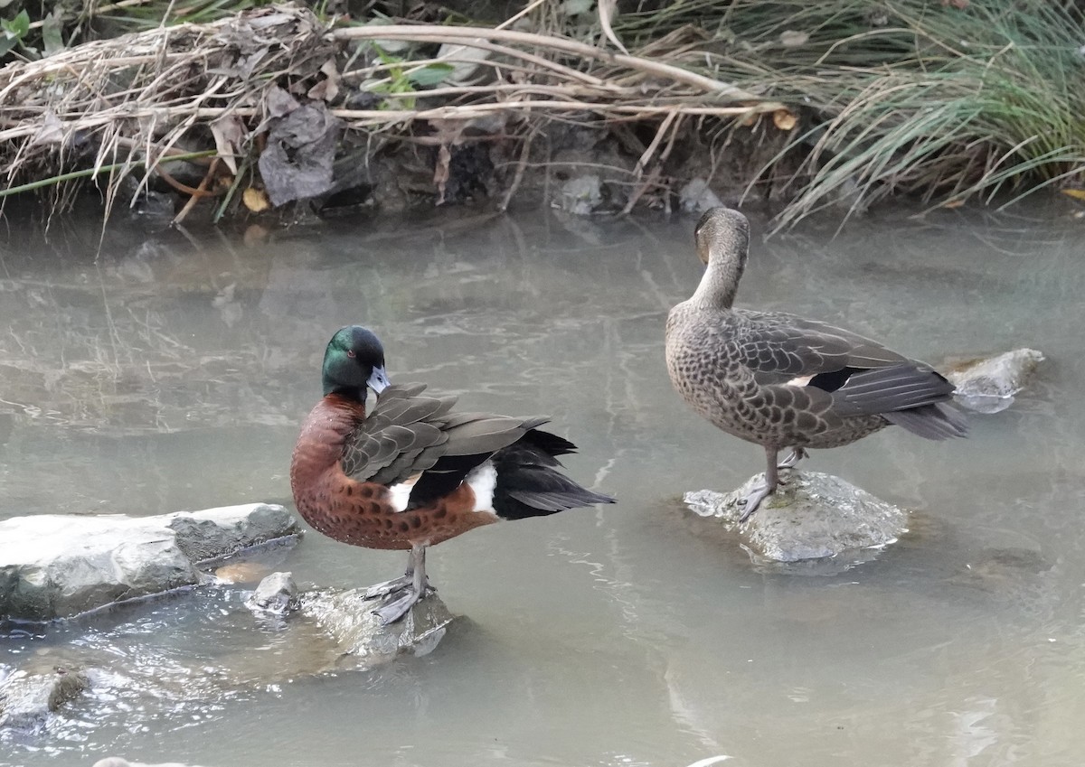 Chestnut Teal - ML599003541