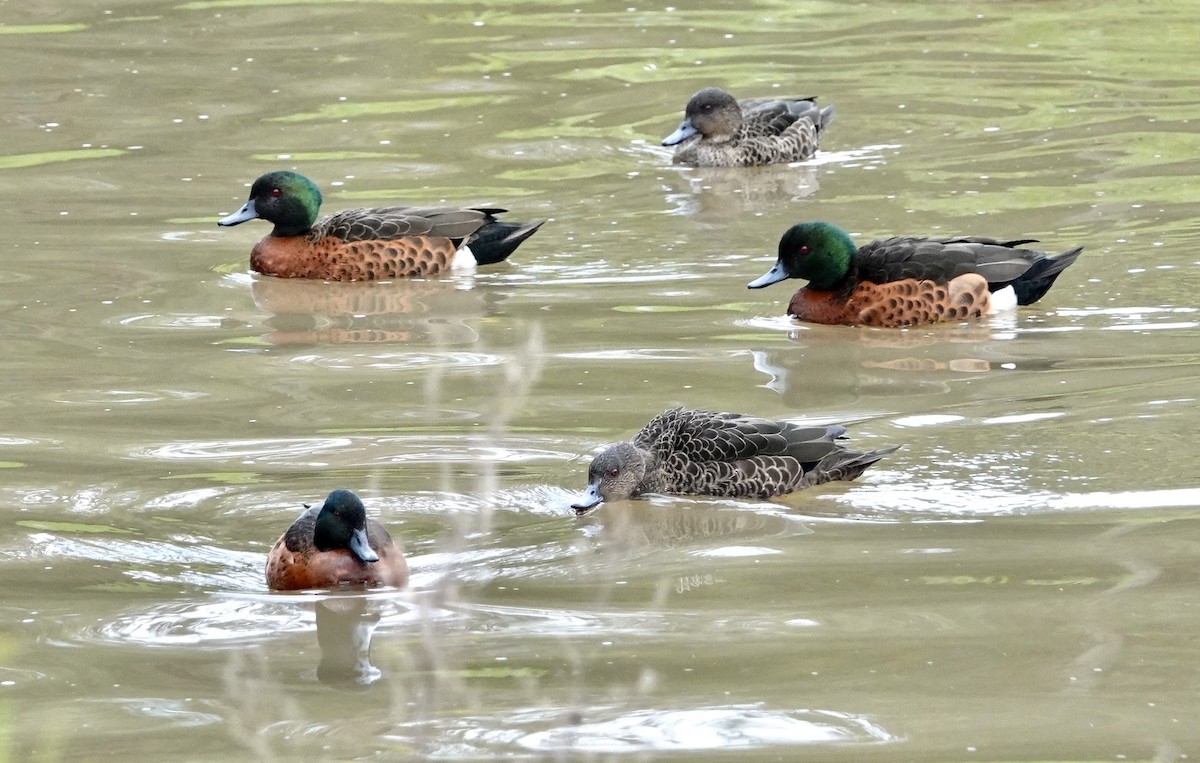 Chestnut Teal - ML599003551