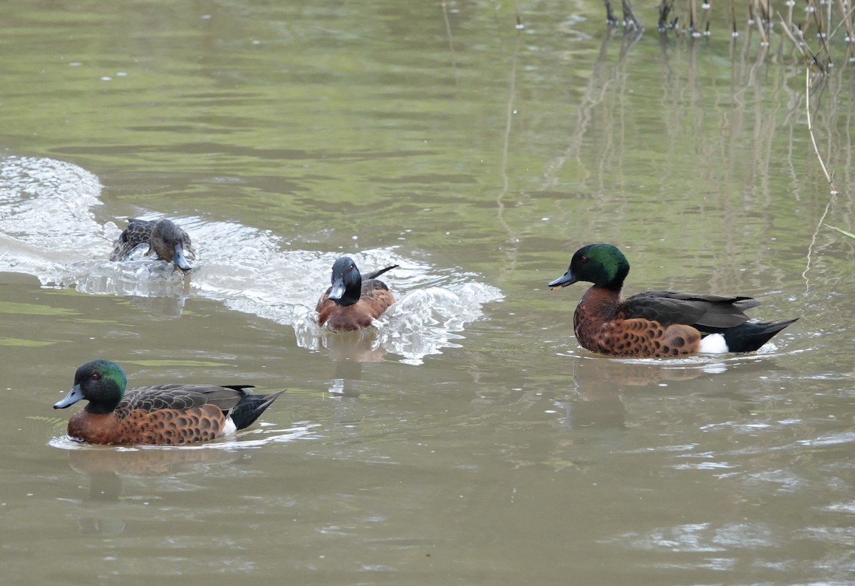 Chestnut Teal - ML599003561