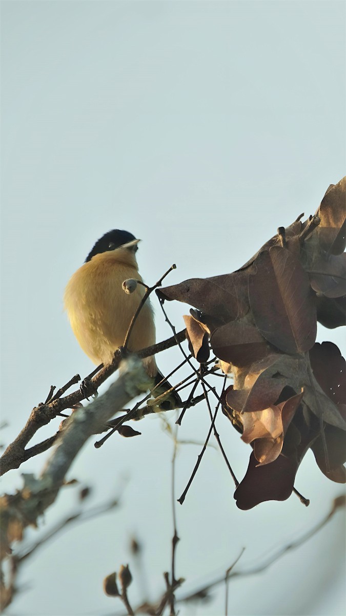 Yellow-bellied Hyliota - ML599003581