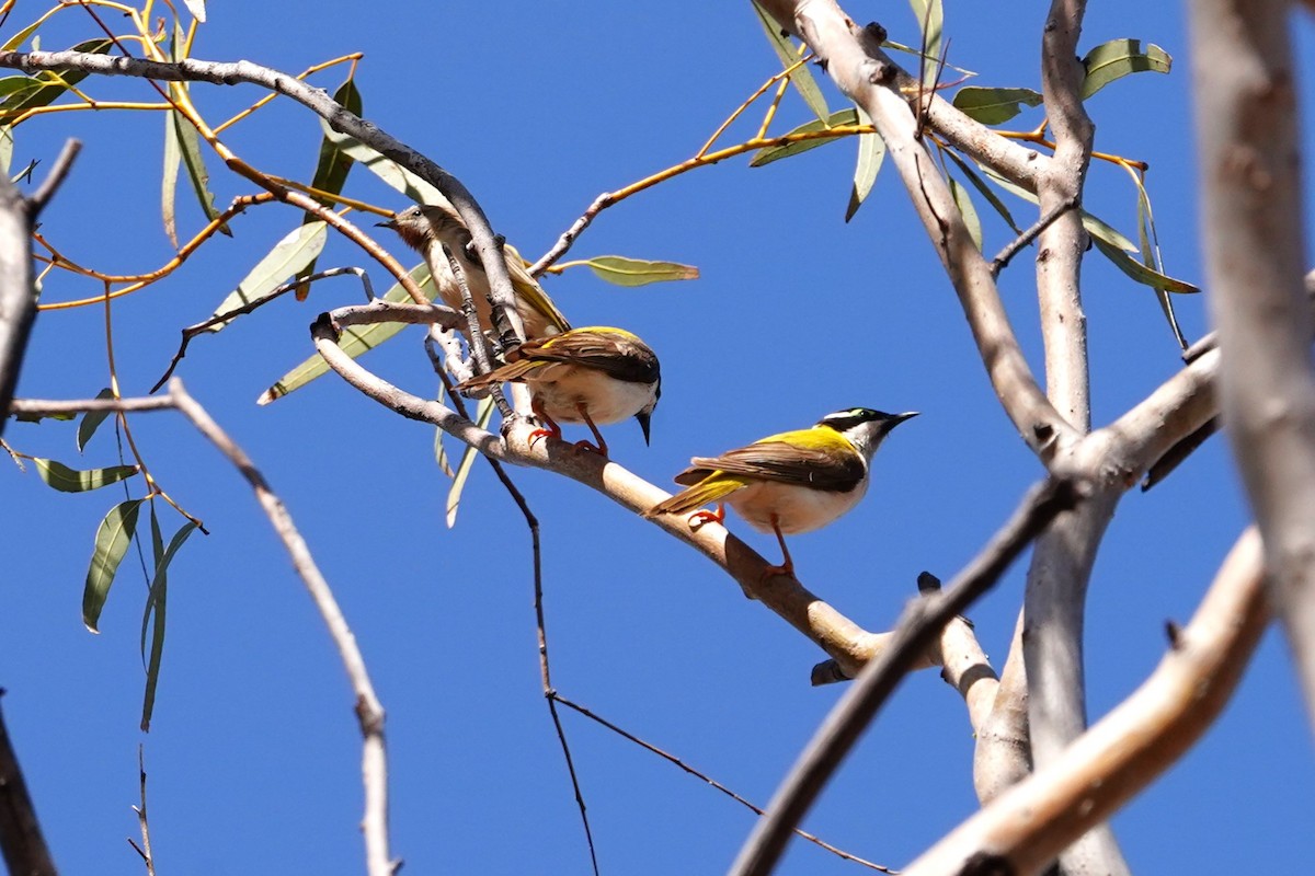 Black-chinned Honeyeater (Golden-backed) - ML599004081