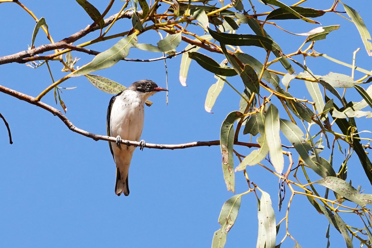 Painted Honeyeater - Trevor Ross