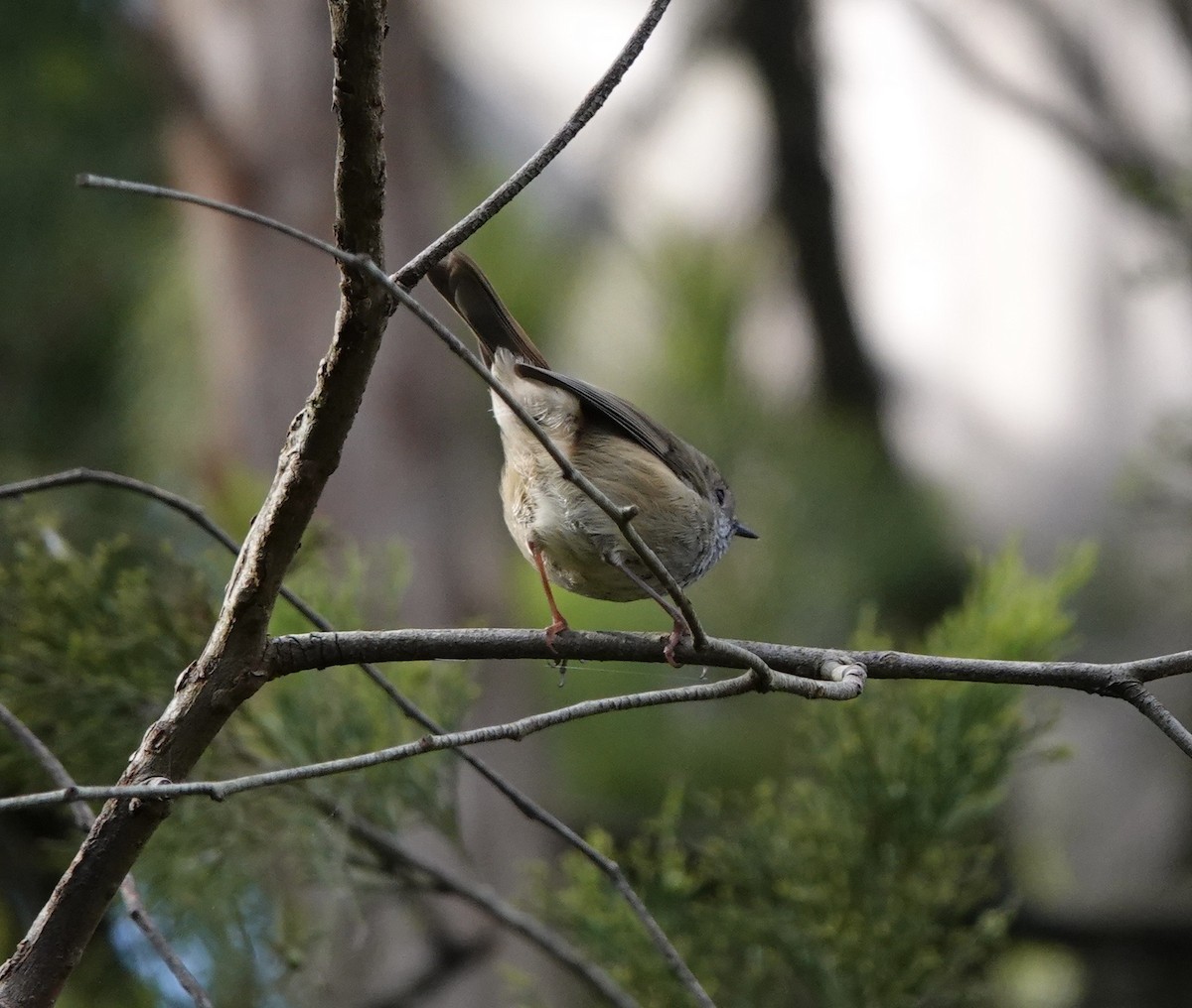 Brown Thornbill - ML599004211