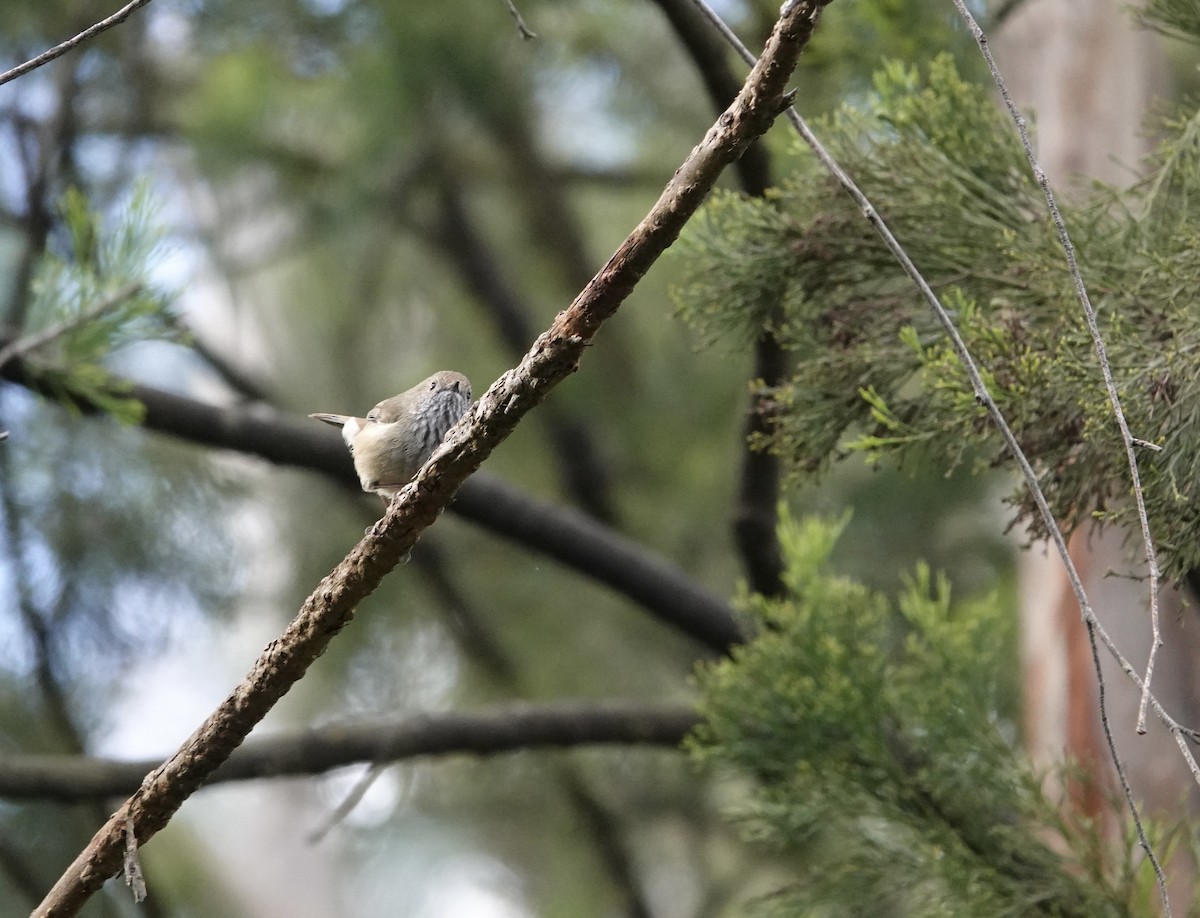 Brown Thornbill - ML599004221