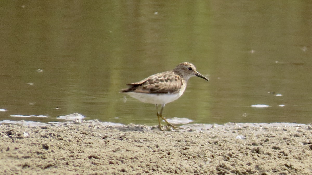 Least Sandpiper - ML599004371