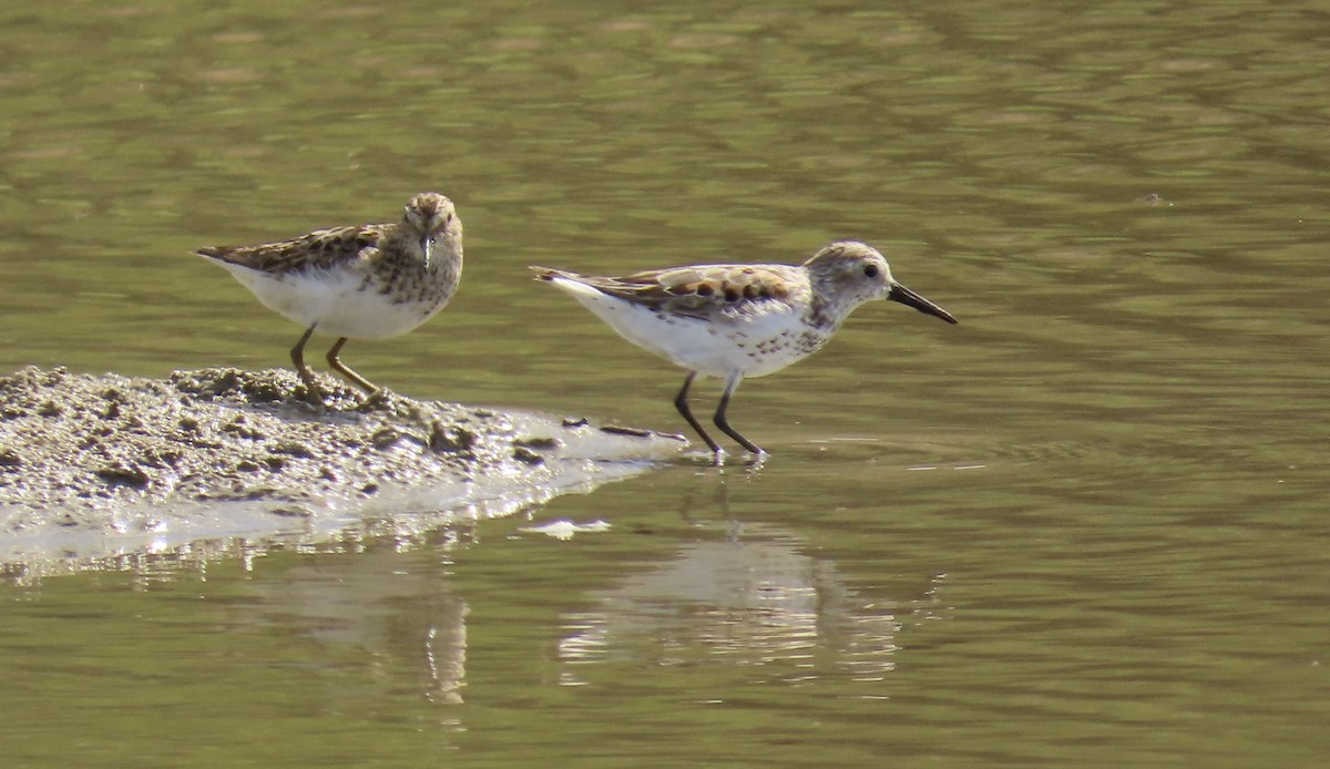 Least Sandpiper - ML599004401