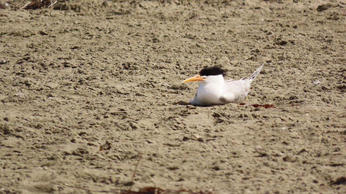 Elegant Tern - ML599004741