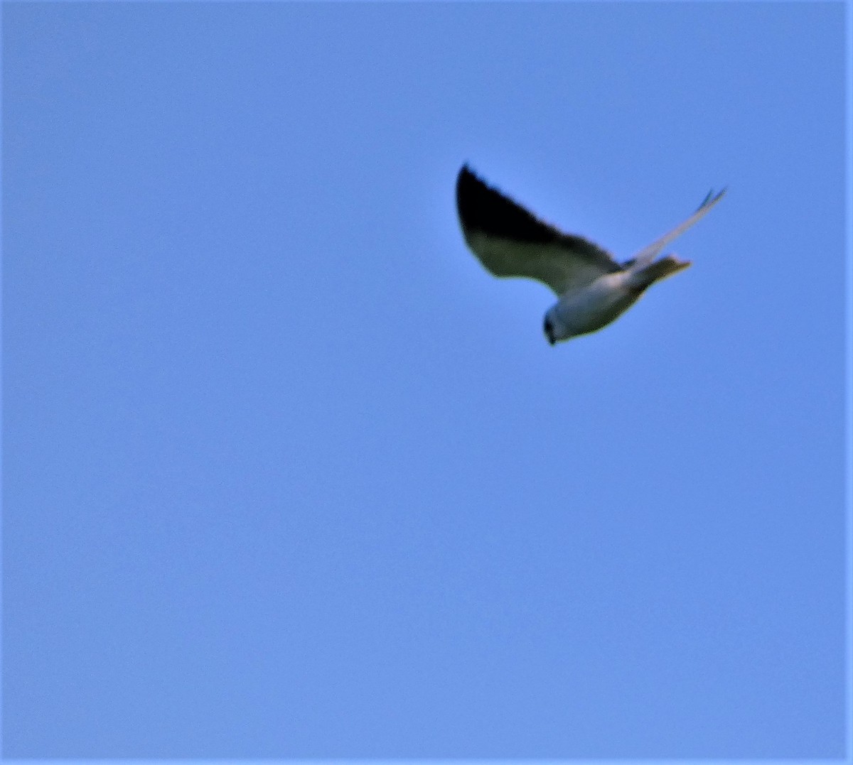 Black-winged Kite - ML599005391