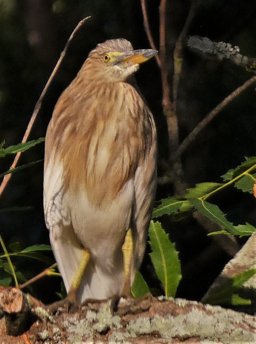 Indian Pond-Heron - ML599005541