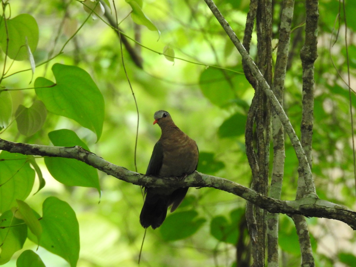 Asian Emerald Dove - ML599006231