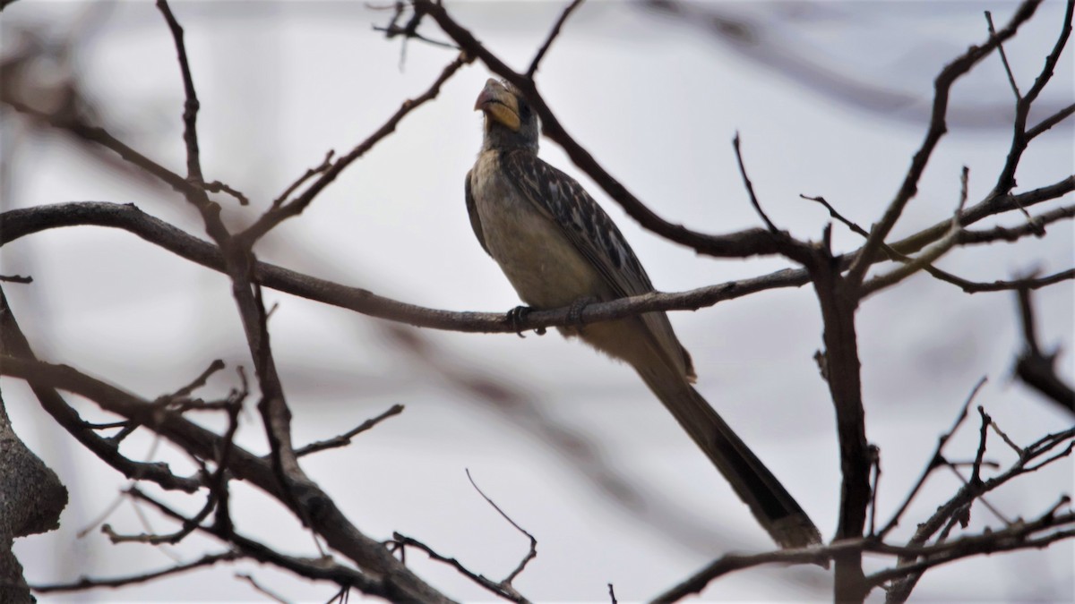 Pale-billed Hornbill - Ameet Mandavia