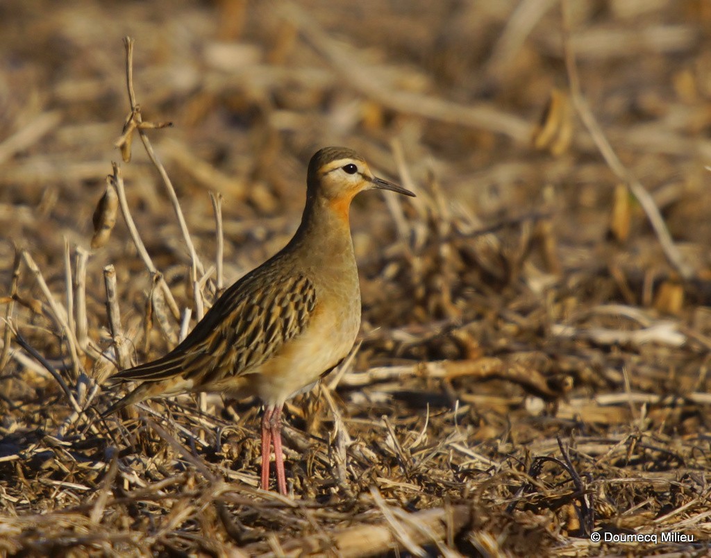 Tawny-throated Dotterel - ML59900721