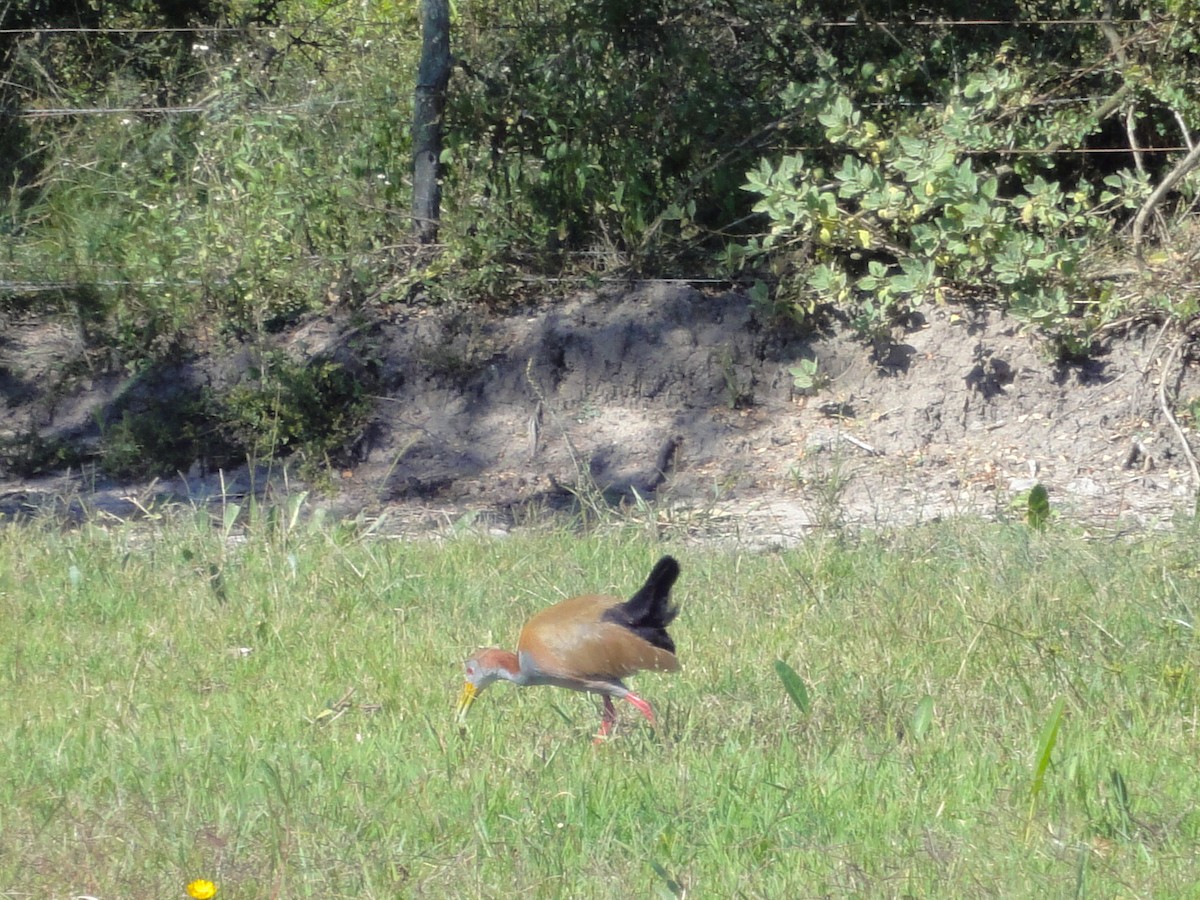 Giant Wood-Rail - Mary Ann Allan