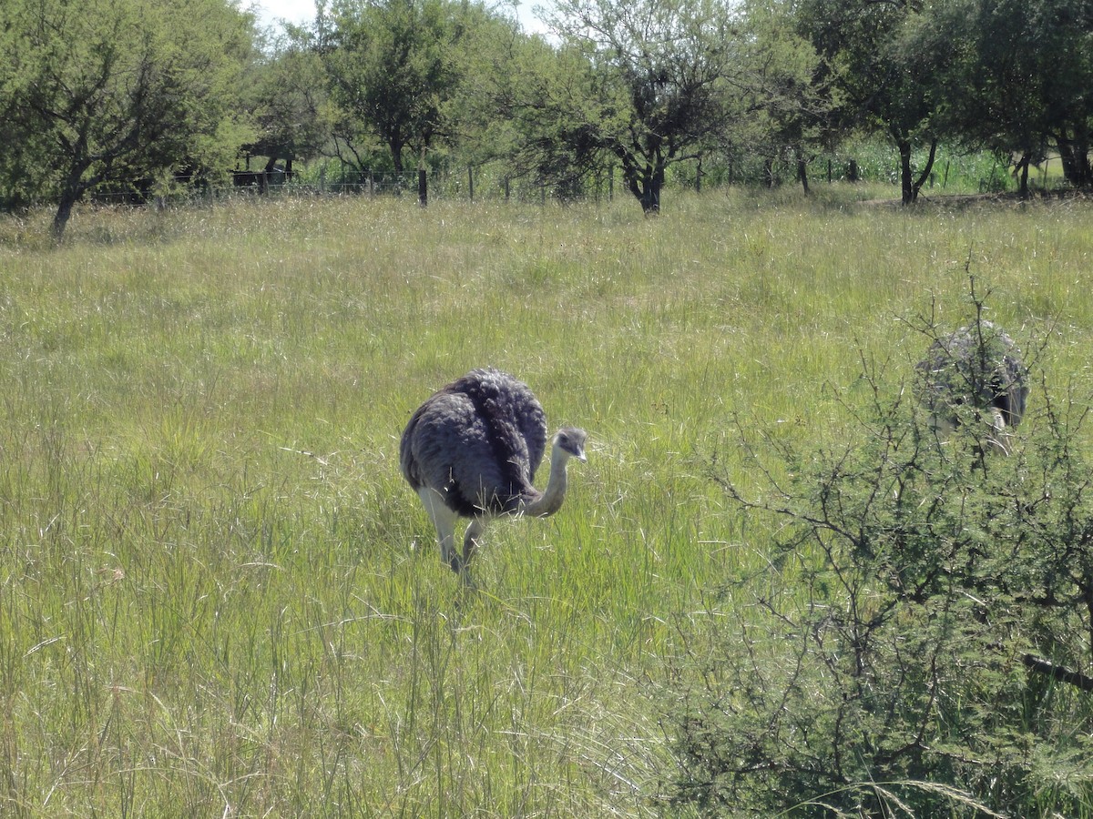 Greater Rhea - Mary Ann Allan