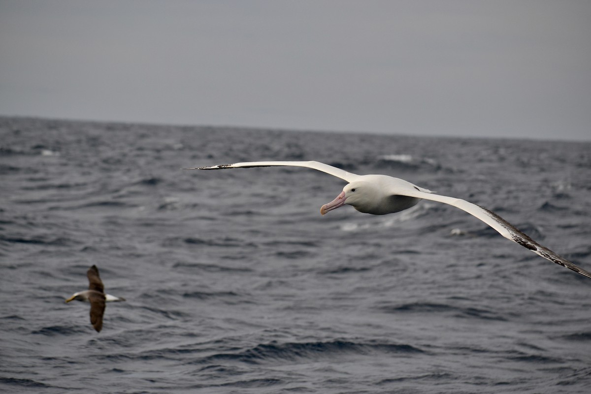 Southern Royal Albatross - ML599009631