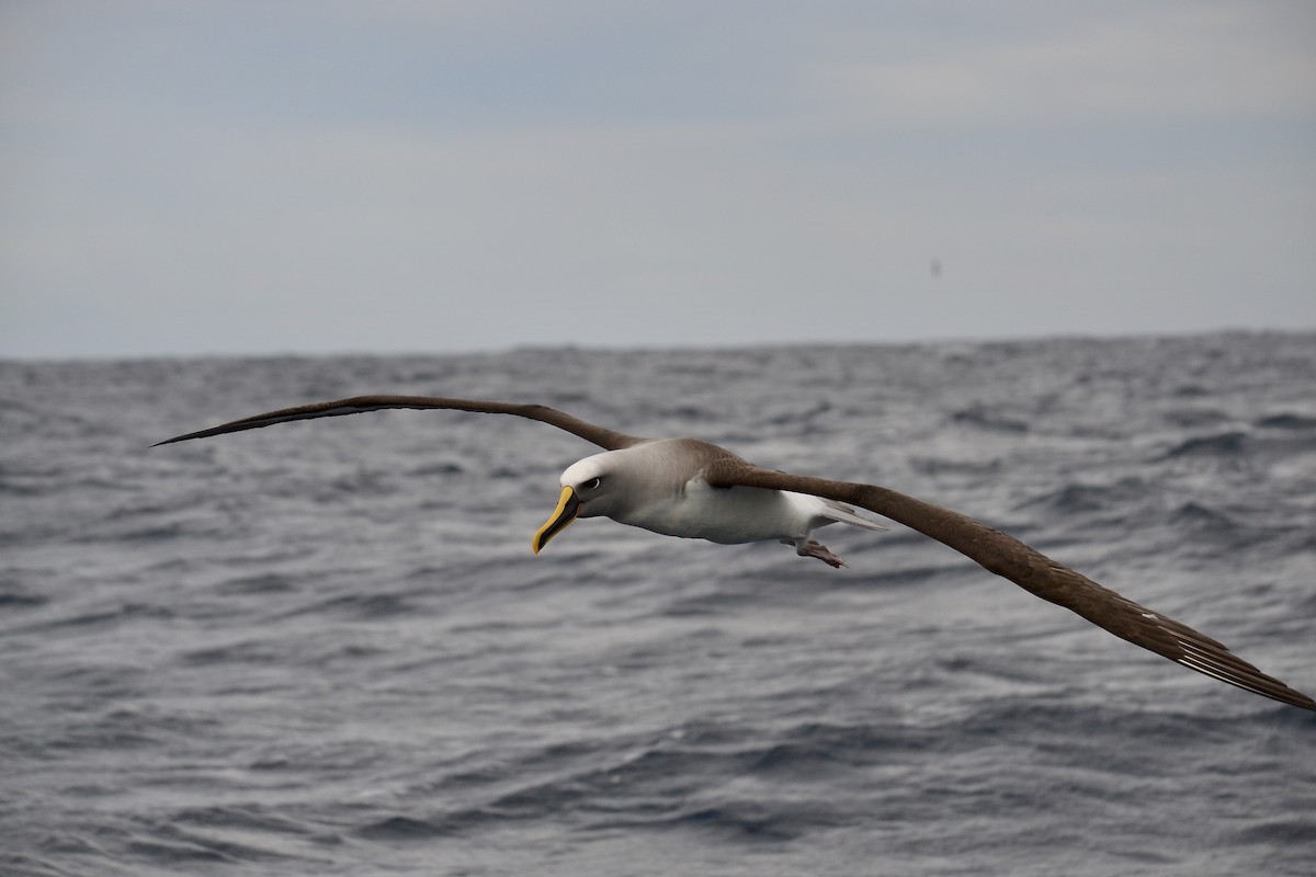 Buller's Albatross - ML599009851