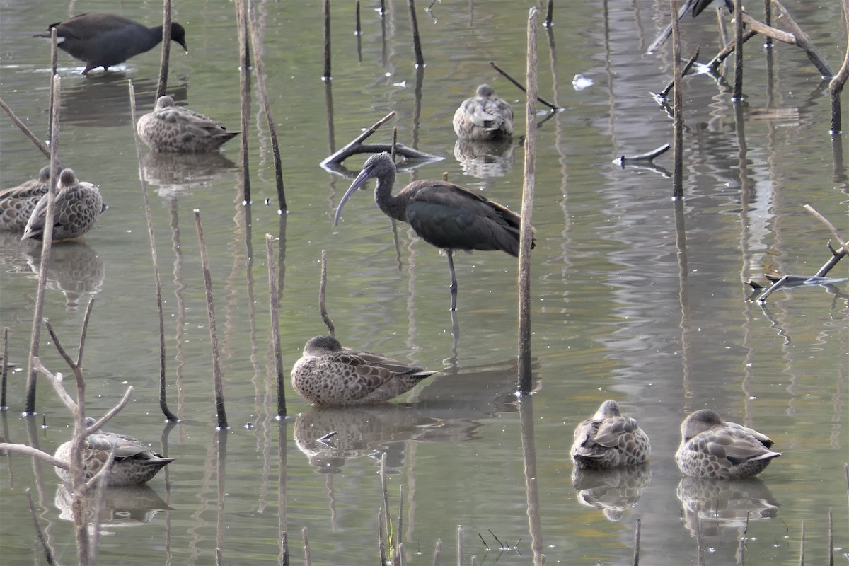 ibis hnědý - ML599010011