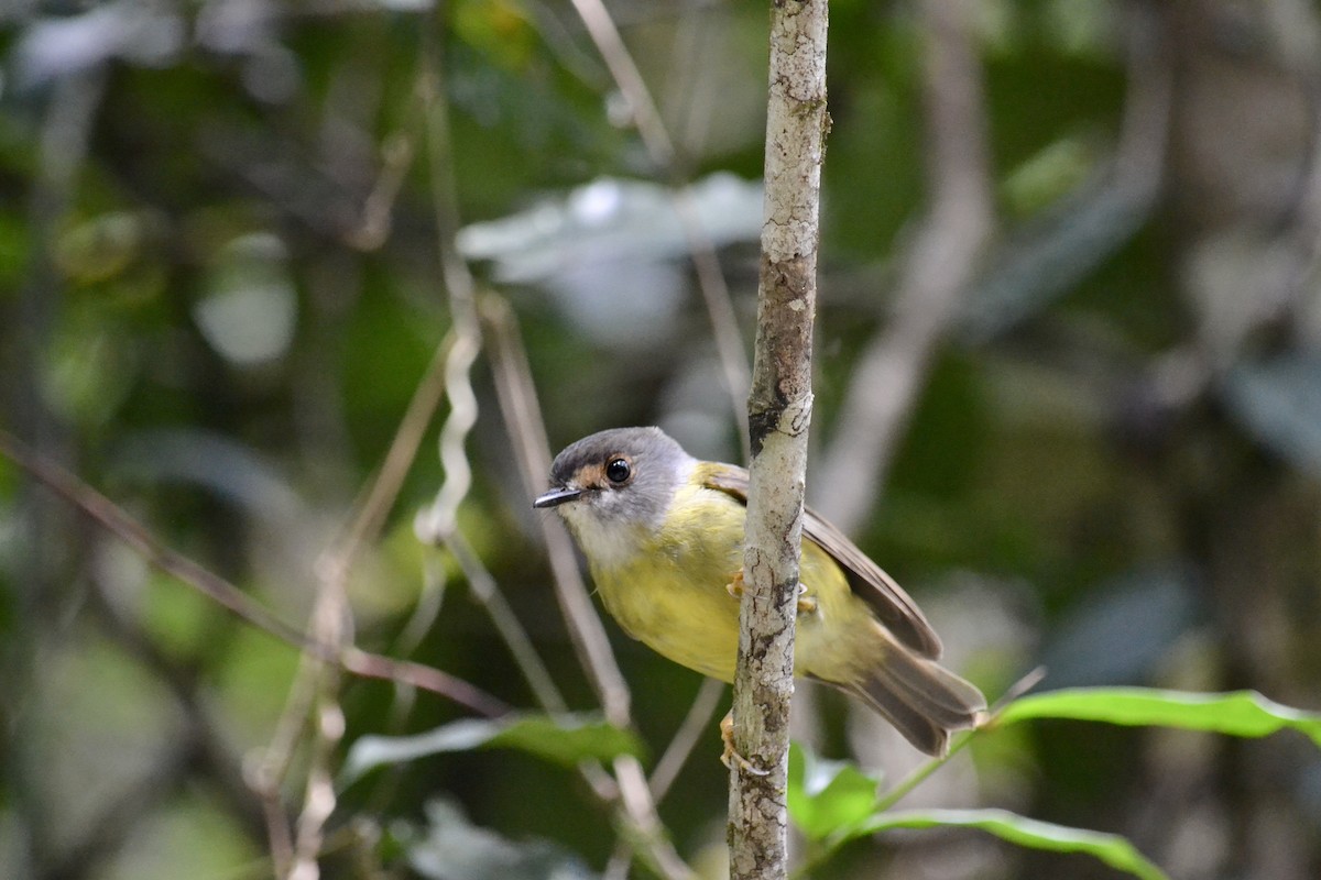 Pale-yellow Robin - ML599010461