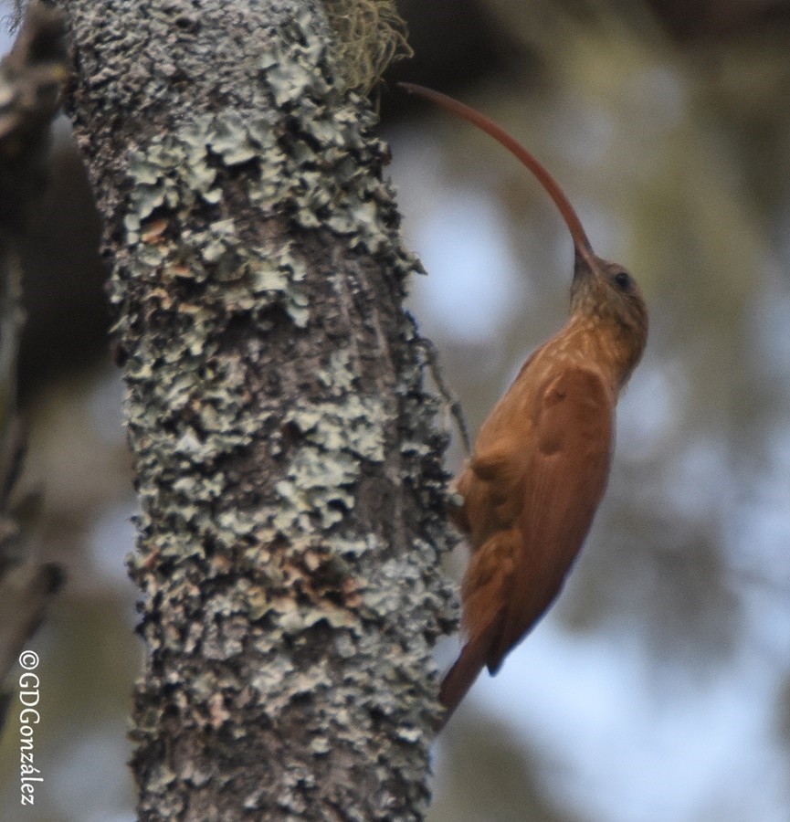 Red-billed Scythebill - ML599010721