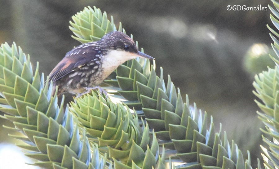 White-throated Treerunner - ML599011791