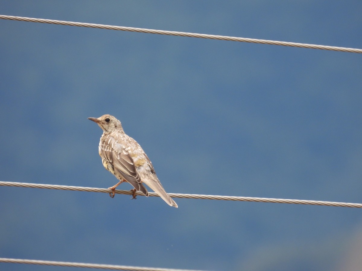 Mistle Thrush - ML599011881