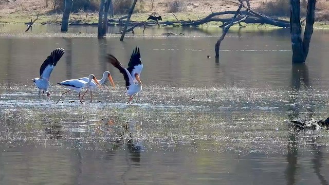 African Spoonbill - ML599012051