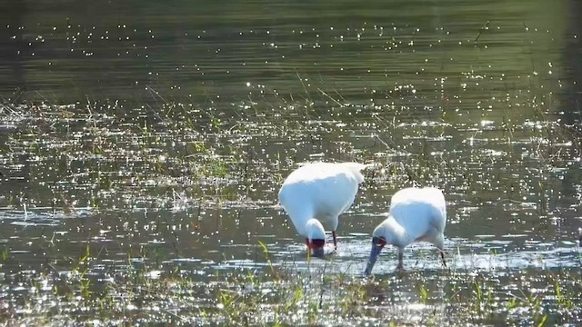 African Spoonbill - ML599012251