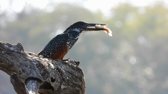 Giant Kingfisher - ML599012311