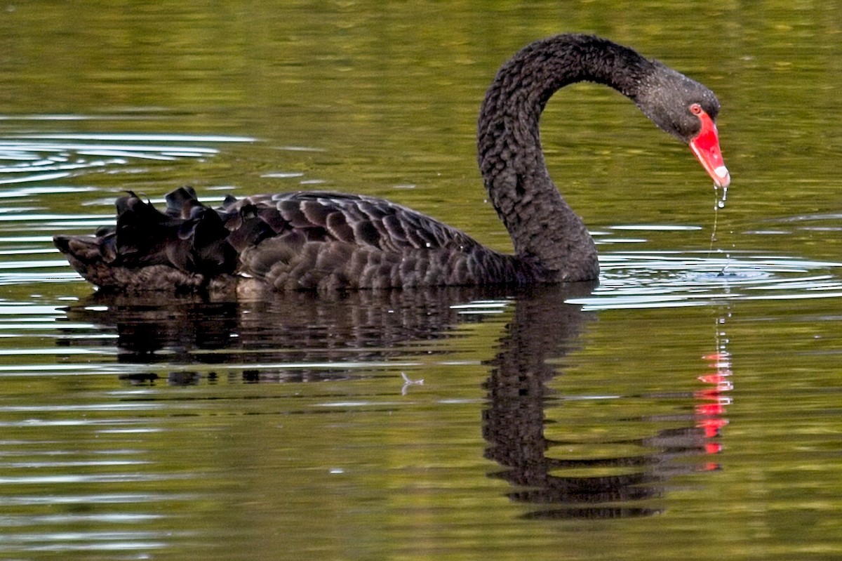 Black Swan - ML599012941