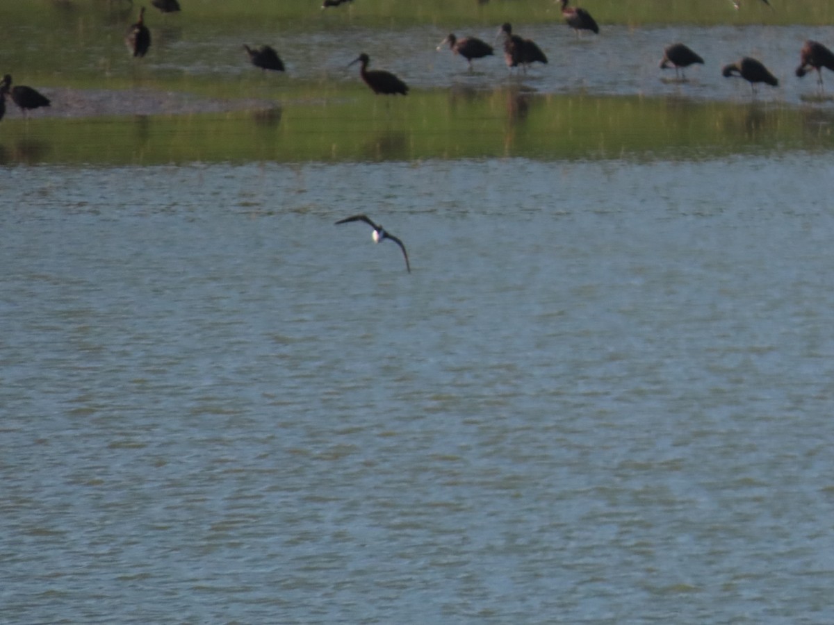 Common Greenshank - ML599013501