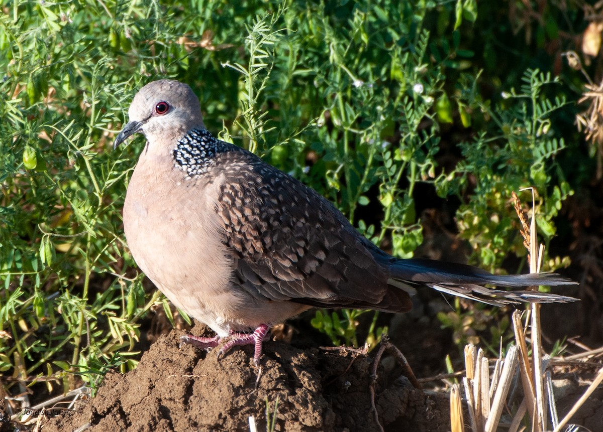 Spotted Dove - ML599013741