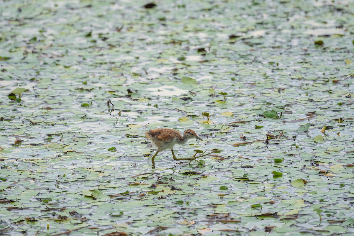 eBird Checklist - 20 Jul 2023 - 水雉生態教育園區 - 24 species