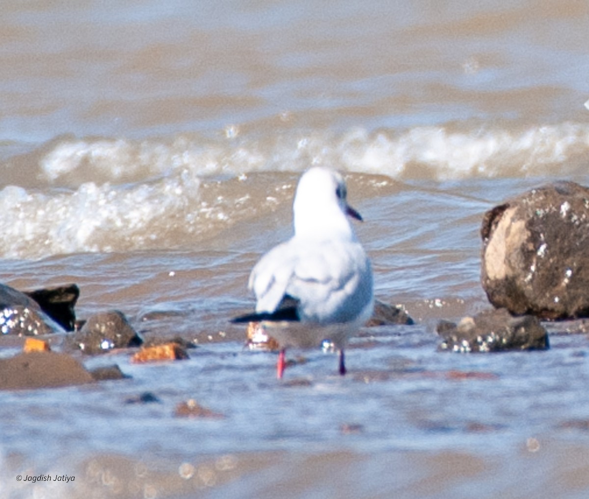 Black-headed Gull - ML599014251