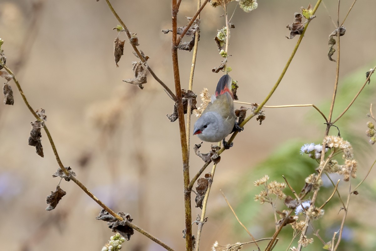 Yellow-bellied Waxbill - ML599014261