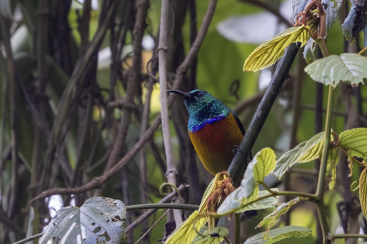 Loveridge's Sunbird - ML599014271