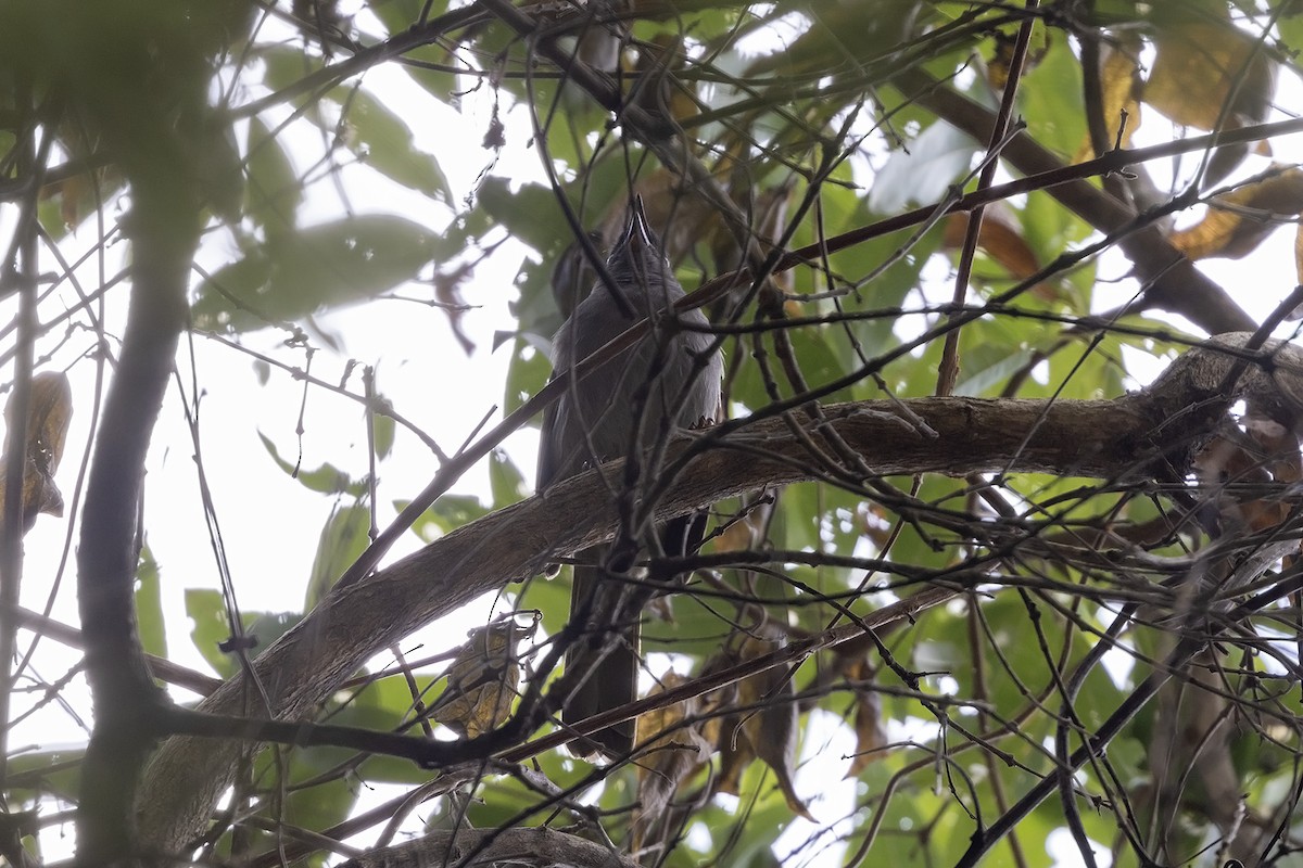 Uluguru Mountain Greenbul - ML599014281