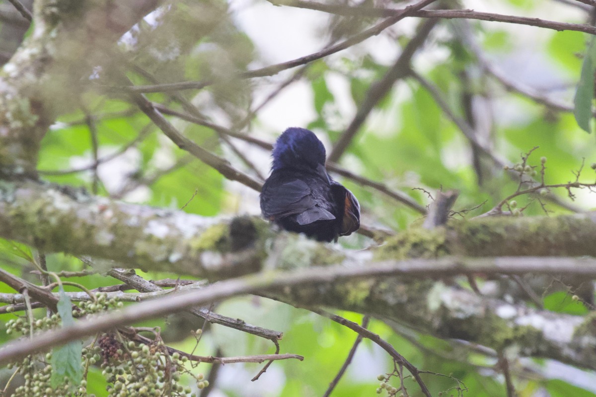 Stuhlmann's Starling - ML599014801