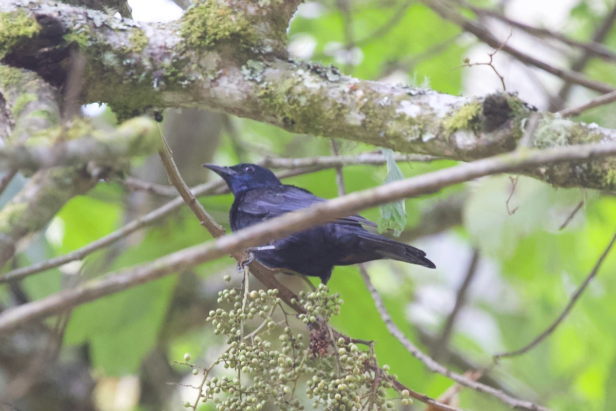 Stuhlmann's Starling - ML599014811